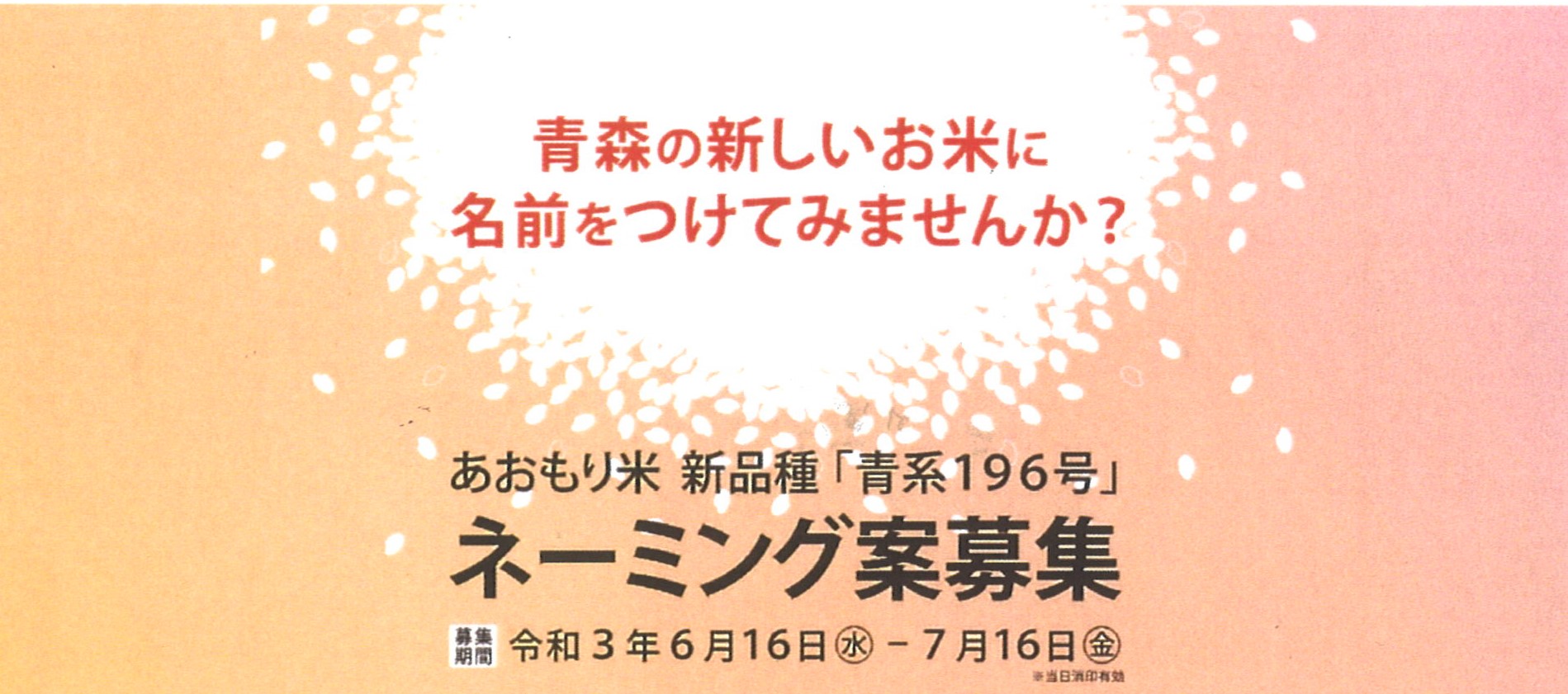 青森の新しいお米の名前募集中 締め切り迫る 津軽半島観光アテンダント